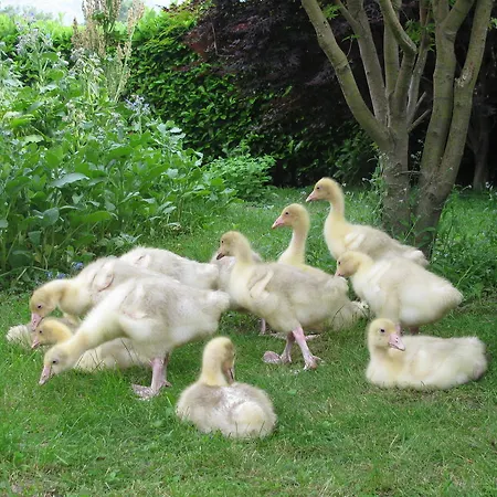 Agriturismo La Virginia