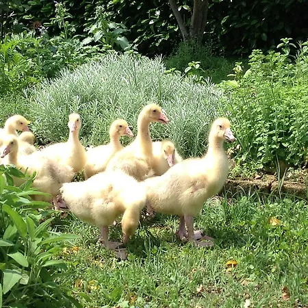 Çiftlik konaklama Agriturismo La Virginia Revello